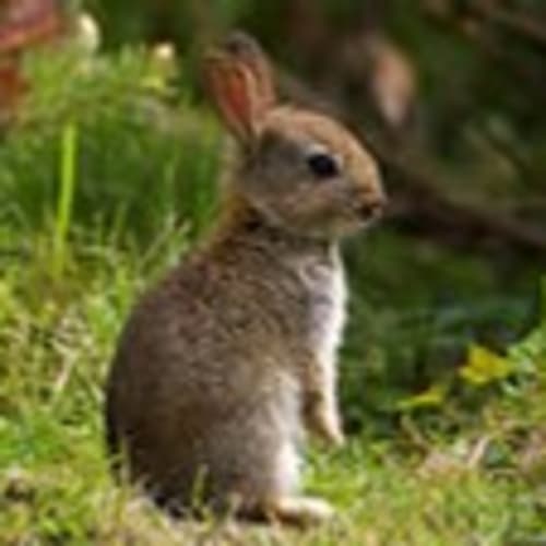 onenicerabbit