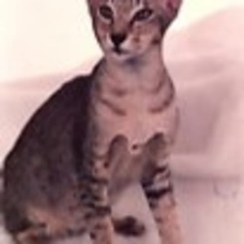 wilecatoyte