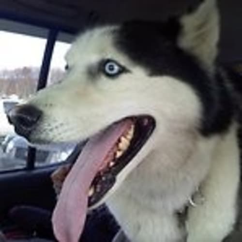 husky1113