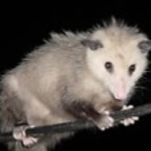 possum-pie