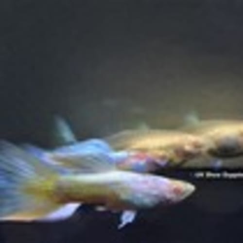 ukshowguppies