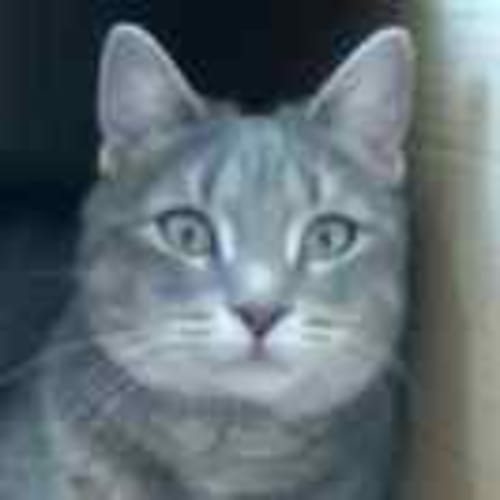 catsarepurrfect