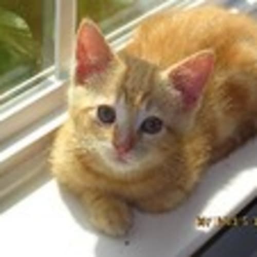 goldies_mom