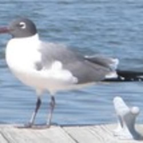 donk752