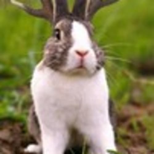 jackalope_023