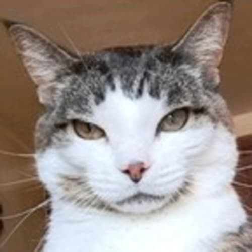 catsrbes-34