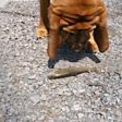 16bloodhounds