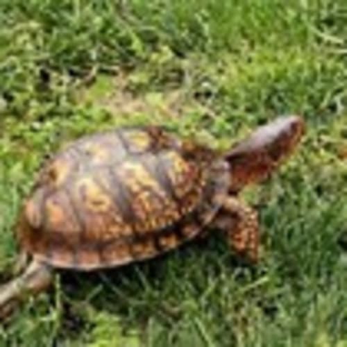 treasureturtle
