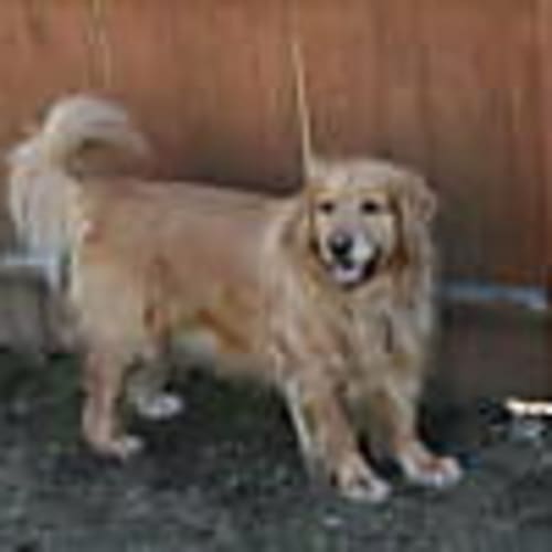 dempsydog6zyk