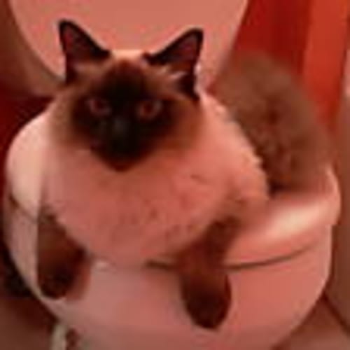 weffley-cat