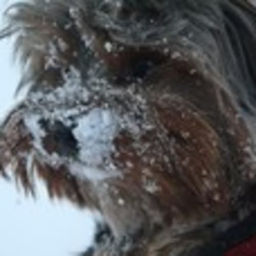 dogsrus3