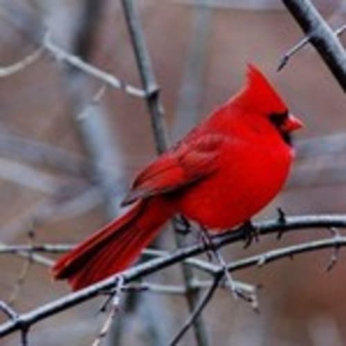 cardinalfinds