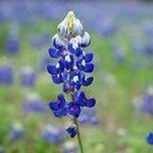 tx512bluebonnet
