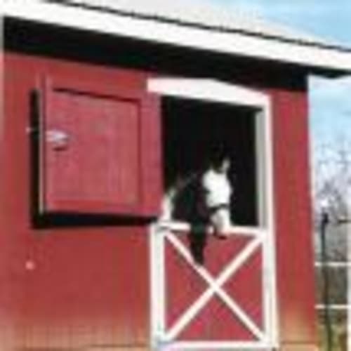 spottedhorse3