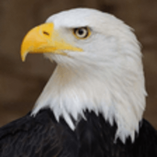 eagleeyethrift