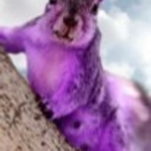 purplesquirrel11