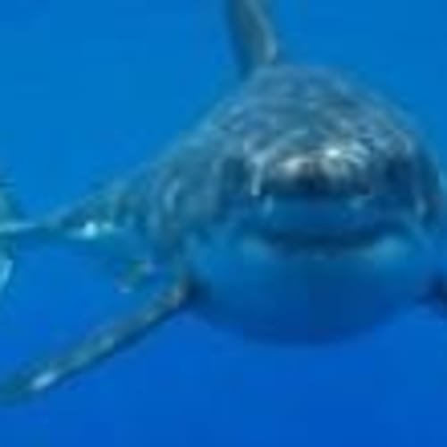 mudshark61369