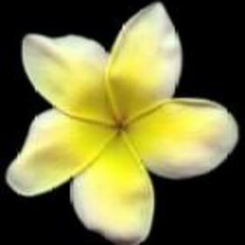 bamboo_hutt