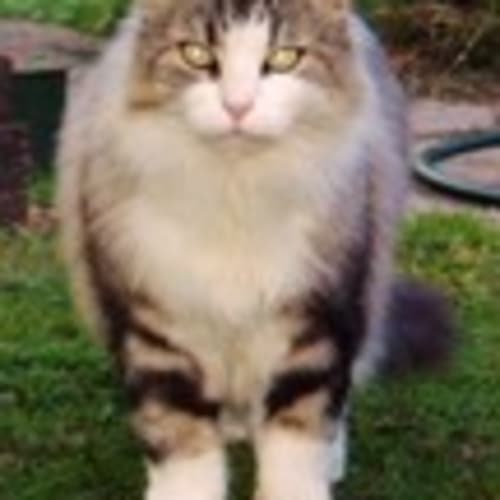 hexenkat11