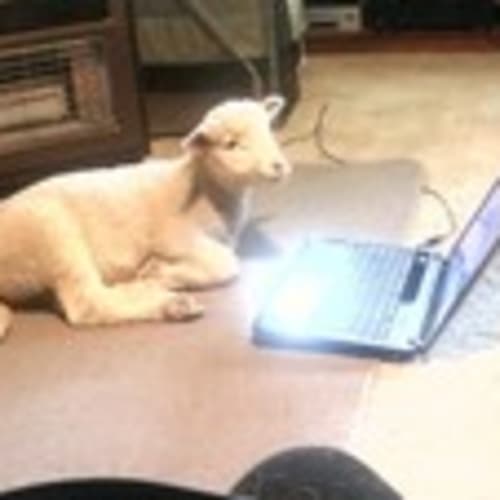 i-love-my-sheep