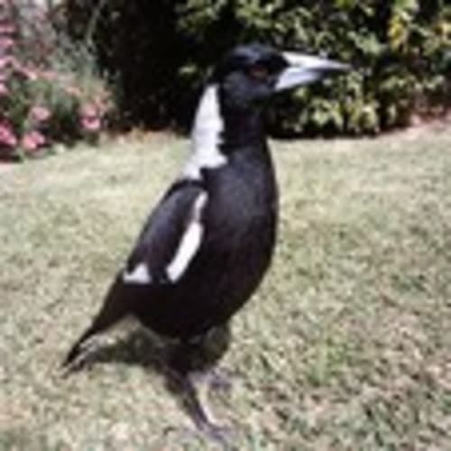 missymagpie11