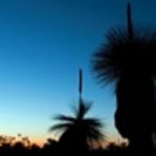 northerngrasstree
