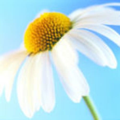 river_daisy