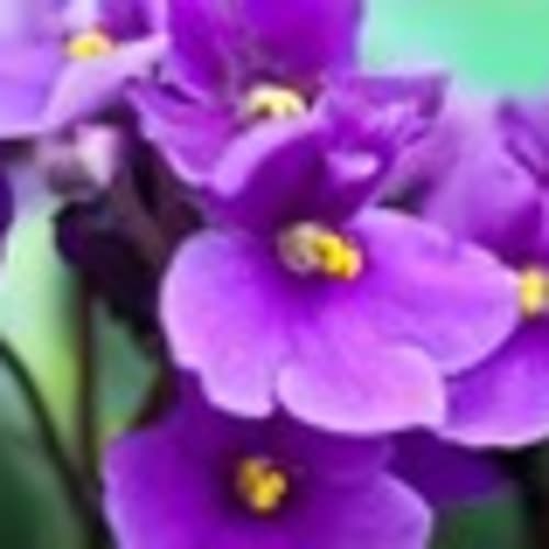 sweet_violets