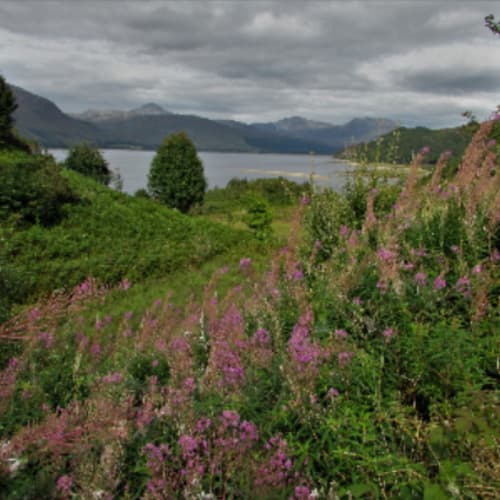rosepeak