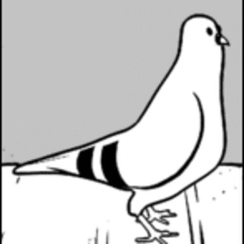 happy_pigeon