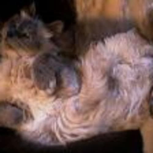 foufouchat