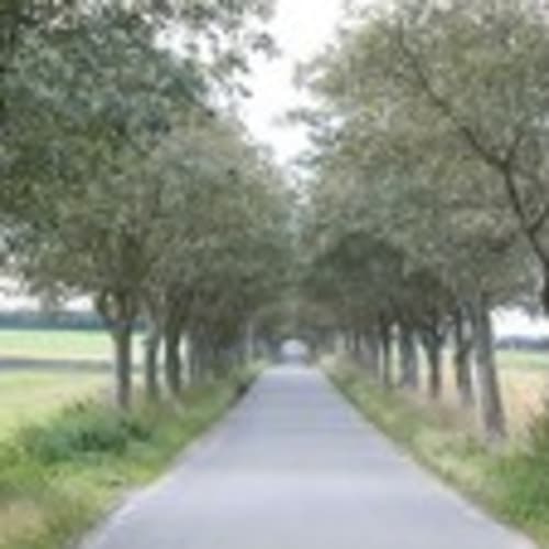 6580liese