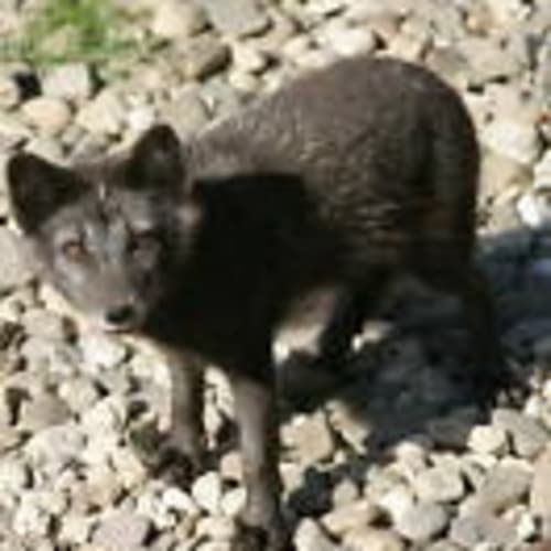 silberfuchs321