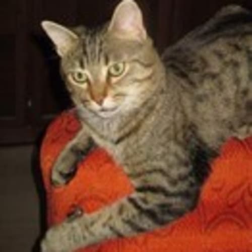 gattoditrullo