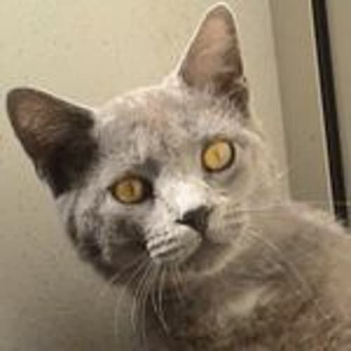 cokycat