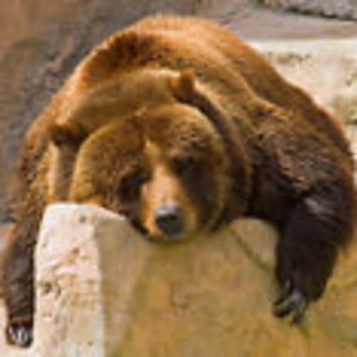 black-bear0000