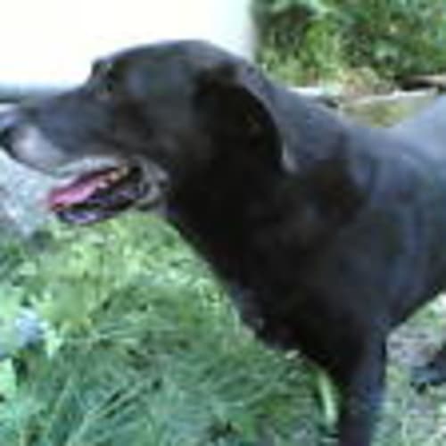chiodofissodonne
