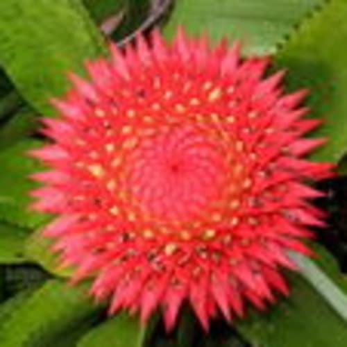 madeiraexotics33