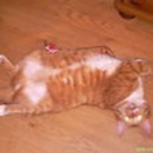 catsindoors77