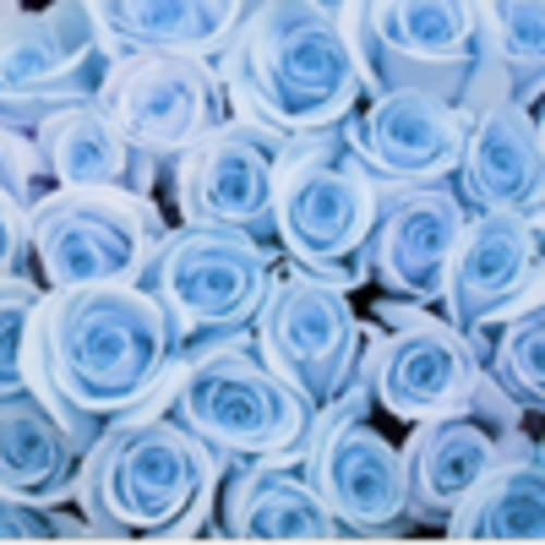 paulblueandwhite