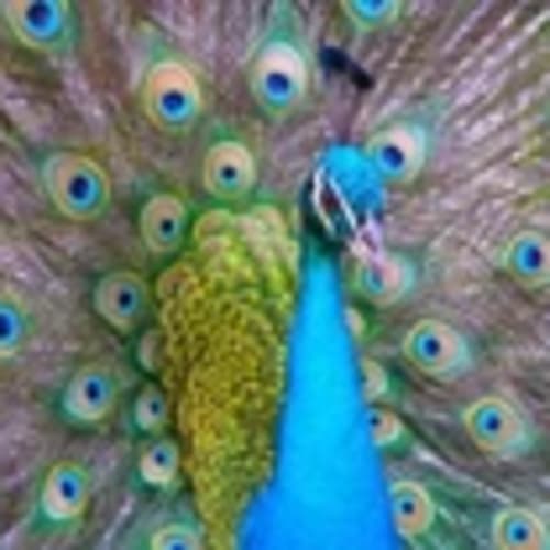 peacocksrestoration