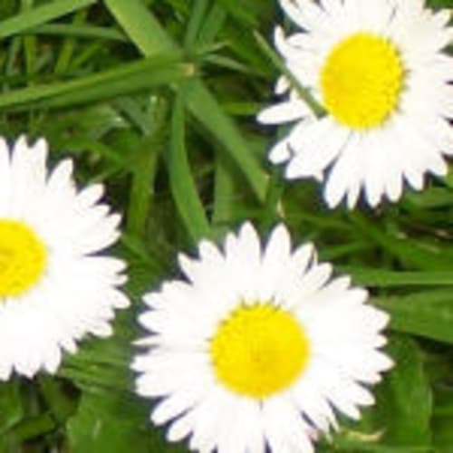 daisychains4u