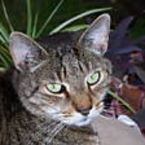 gizby