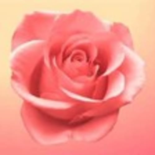 rose_blossom59