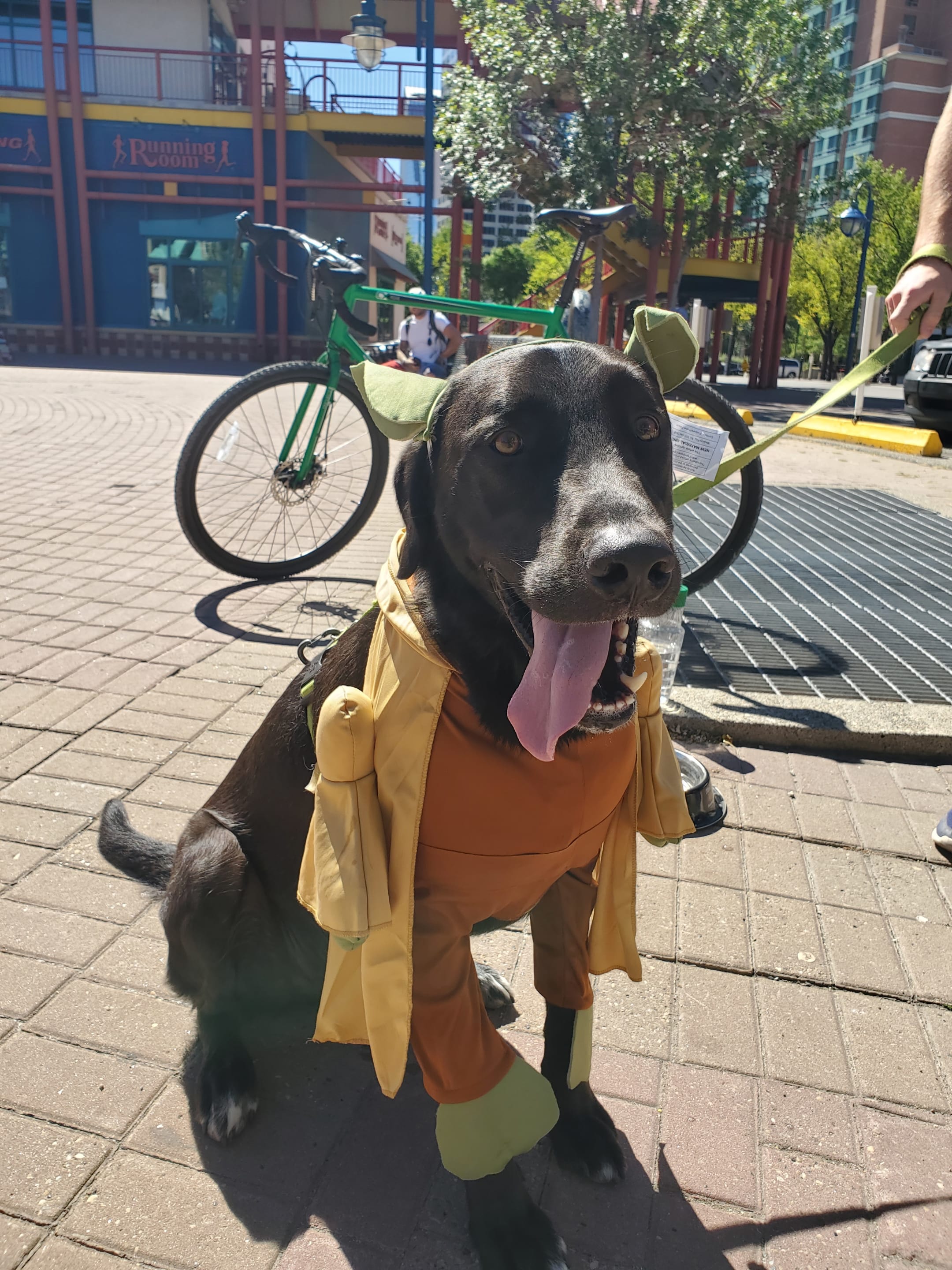 See Paws Play Pet Parade At Fan Meetups Calgary