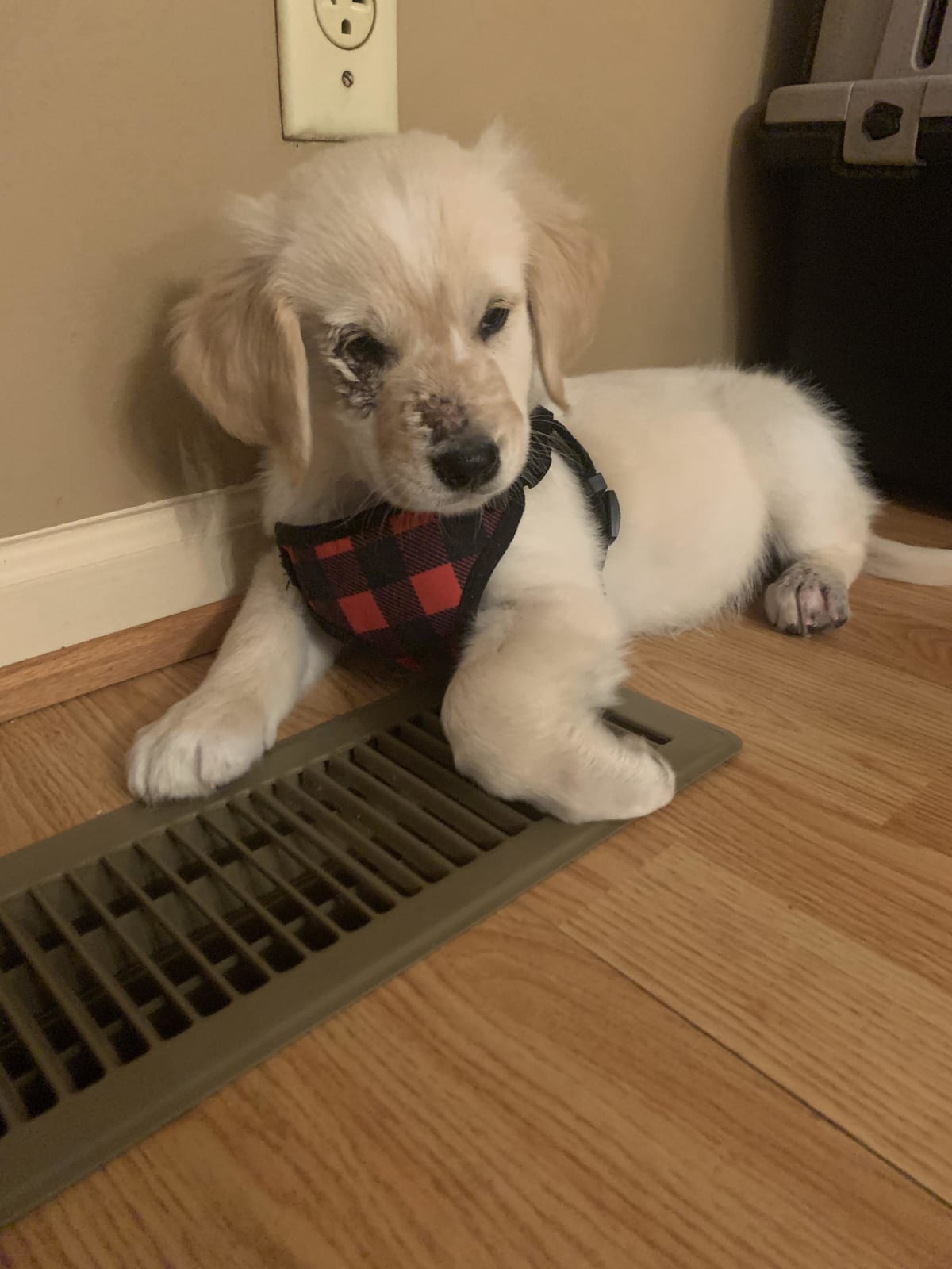 Reddit Meet Murphy Rescued 3 Days Ago