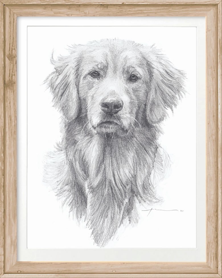 golden retriever bust pencil portrait by portrait artist Mike Theuer