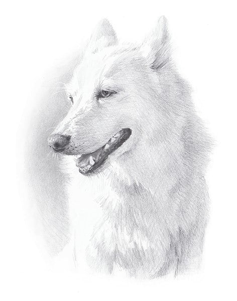 alaskan_husky_pencil_portrait_mike_theuer