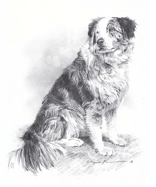 australian shepherd sitting pencil portrait from a photo by portrait artist Mike Theuer