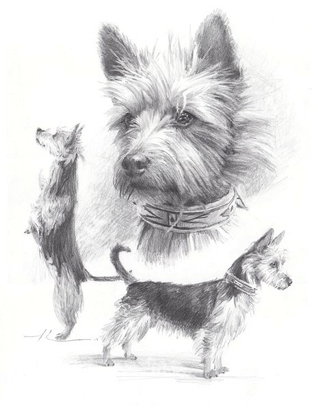 australian terrier collage pencil portrait from a photo by portrait artist Mike Theuer